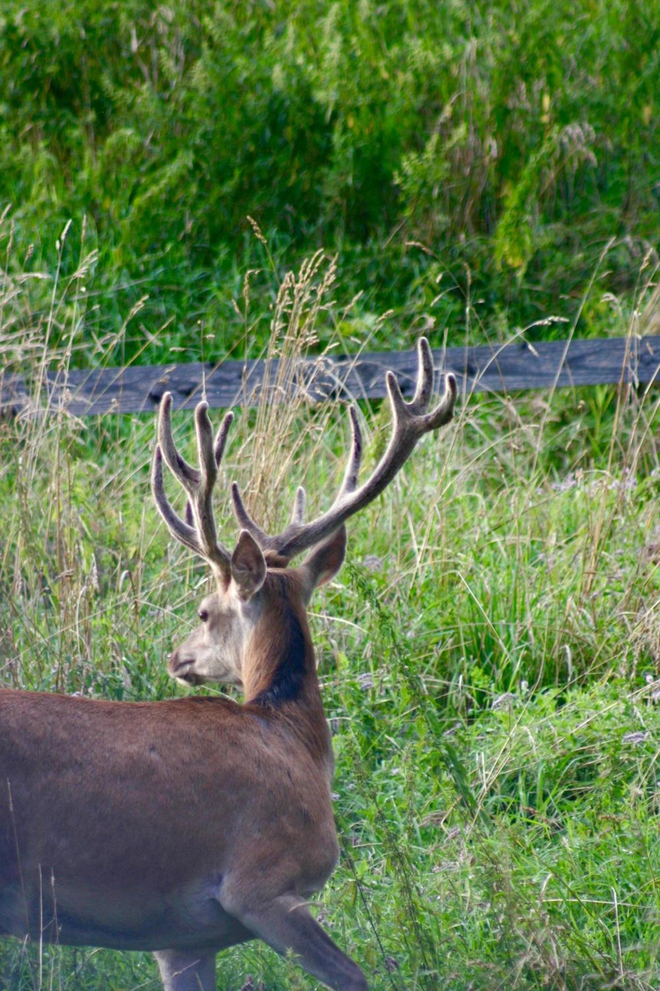 Brown Deer - Z Sauna Na Tarasie, Jacuzzi I Widokiem Na Gory - By Deer Hills Luxury Apartments Kocon Extérieur photo