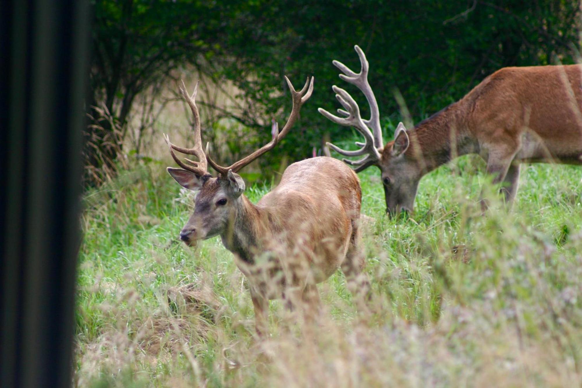 Brown Deer - Z Sauna Na Tarasie, Jacuzzi I Widokiem Na Gory - By Deer Hills Luxury Apartments Kocon Extérieur photo