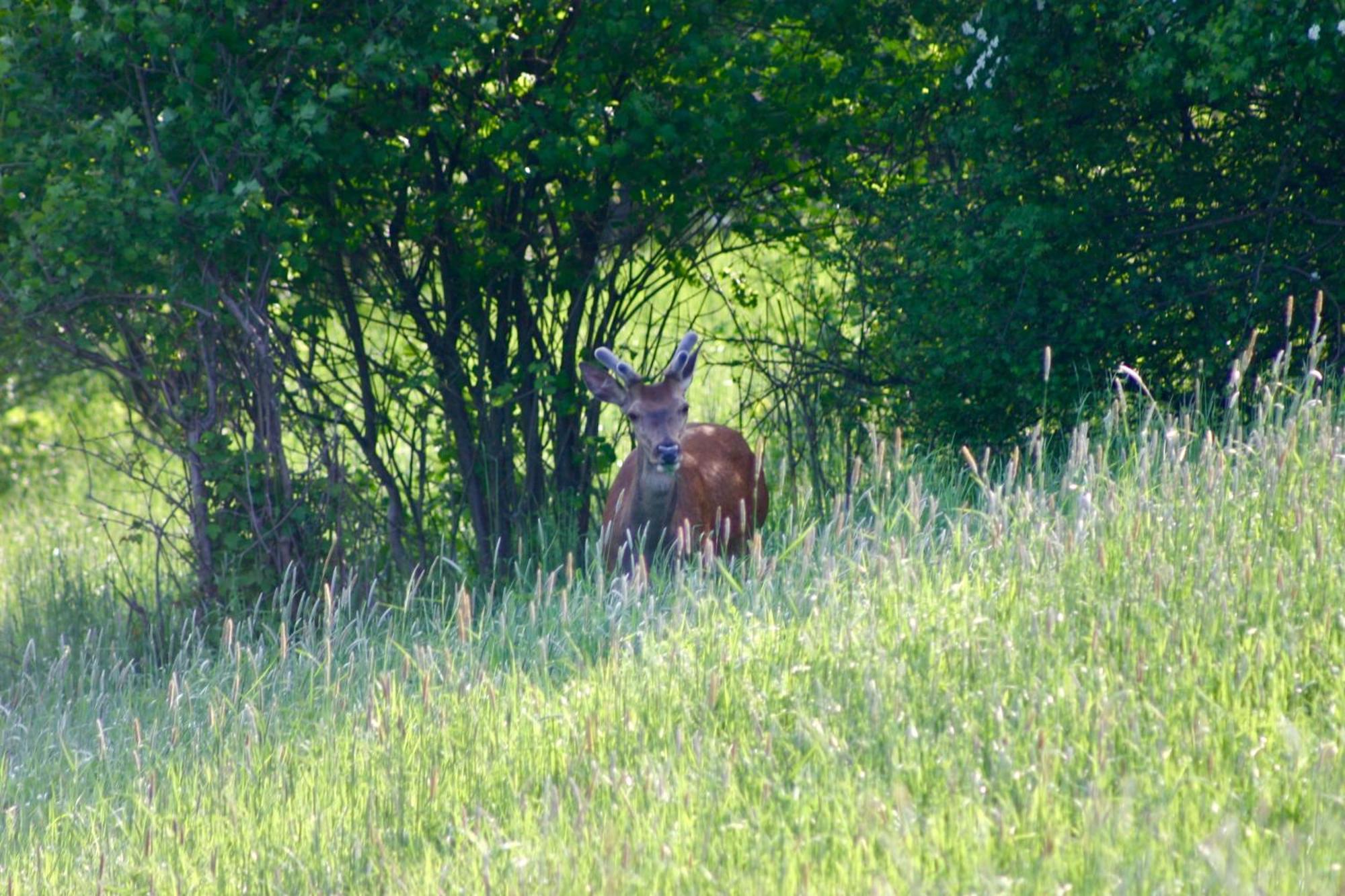 Brown Deer - Z Sauna Na Tarasie, Jacuzzi I Widokiem Na Gory - By Deer Hills Luxury Apartments Kocon Extérieur photo